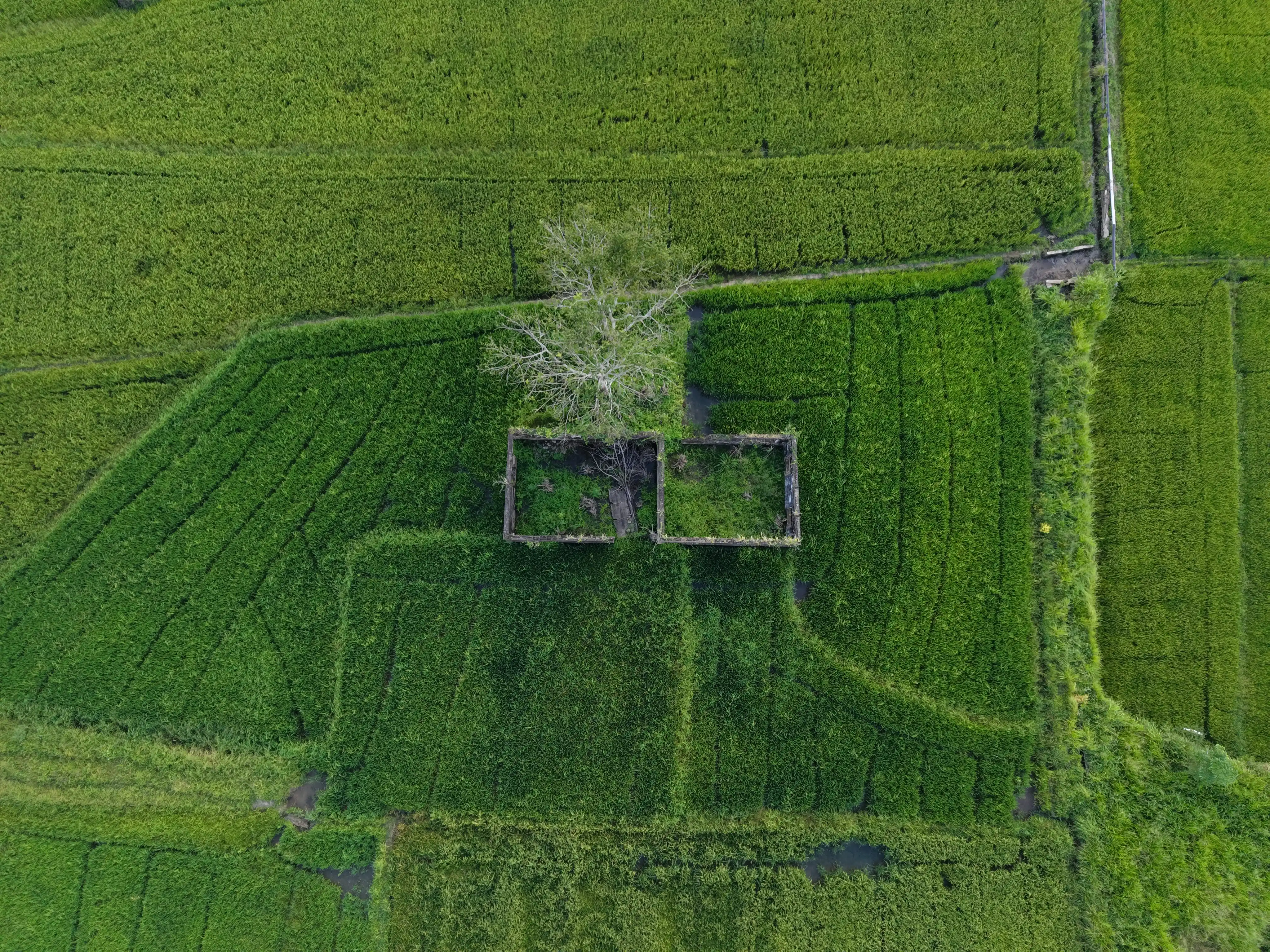 Wildlife Aerial Shot
